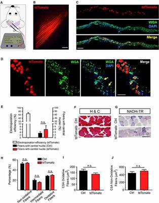 The Mouse Levator Auris Longus Muscle: An Amenable Model System to Study the Role of Postsynaptic Proteins to the Maintenance and Regeneration of the Neuromuscular Synapse